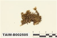 藏品(錦苔科)的圖片